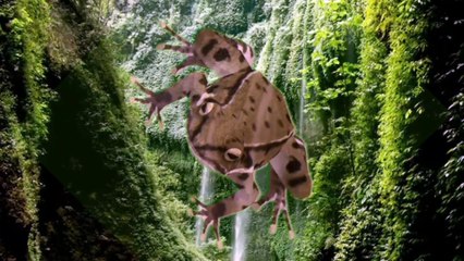 Penampakan seekor kodok langka