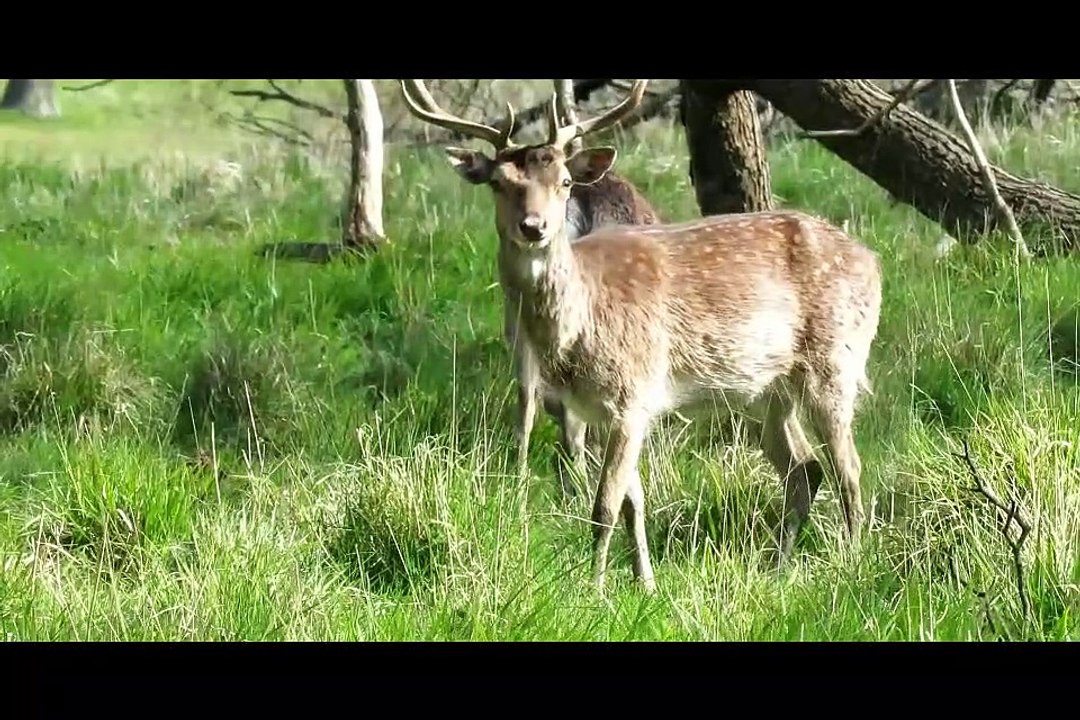 Fallow Deer