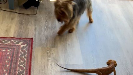 Foodie Bearded Dragon scares dog by sliding into the scene to steal its treat