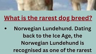 _What is the rarest dog breed