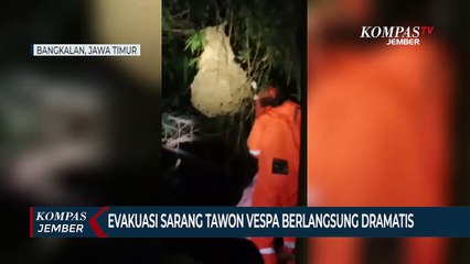 Sengat Petugas Damkar, Sarang Tawon Vespa Dibakar