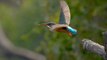 Common Kingfisher exudes serene elegance while taking flight *Slow-Motion*