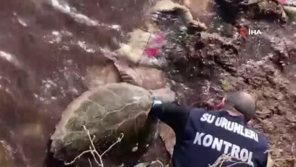 Yosunlara takılan Caretta caretta böyle kurtarıldı