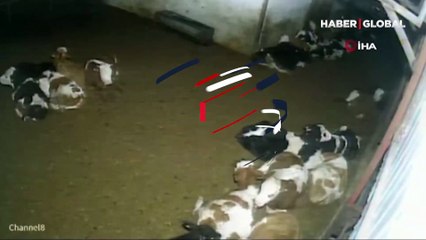 Sağa sola kaçıştılar! Çiftlik hayvanlarının depreme verdiği tepki kameraya yansıdı