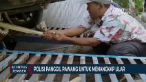 Petugas Samsat Temukan Ular Sanca Saat Gesek Nomor Rangka Mobil