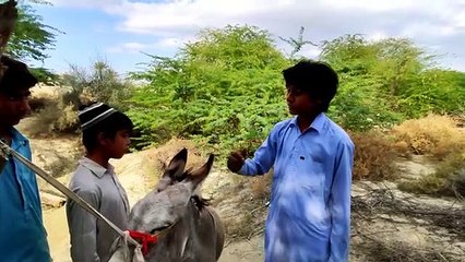 SODA Part 2|Balochi Film|2023|A Film By Hammal Noor|Episode 31
