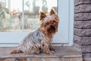 Un Yorkshire Terrier Vuelve A Casa 13 Años Después De Ser Robado