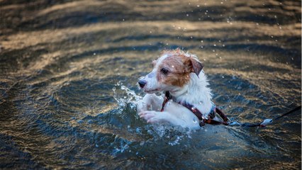 Police's shock over cruelty after four dogs were weighed down and thrown into the pond to die
