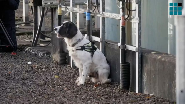 Jack, el perro de Iberdrola que huele las averías