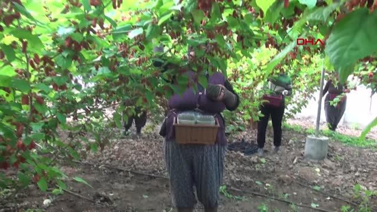 HASADI YAPILAN DUTUN KİLOSU 50'DEN ALICI BULUYOR