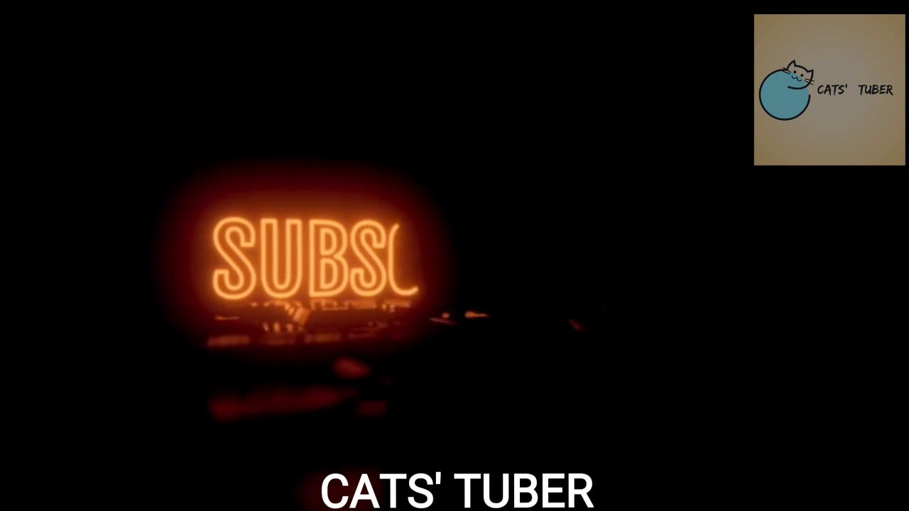 ANIMAL VIDEOS-CUTE AND FUNNY CAT VIDEOS// LOVING AND CARING CATS// HD VIDEOS // BEST OF BEST // PART-1