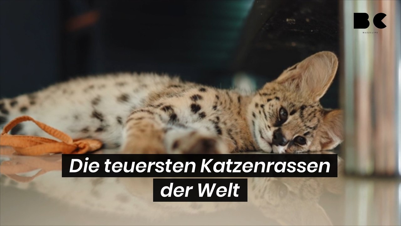 Das sind die teuersten Katzenrassen der Welt