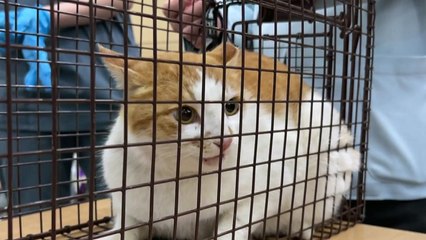 뿔쇠오리 보호 위해  마라도 길고양이 42마리 이주 / YTN