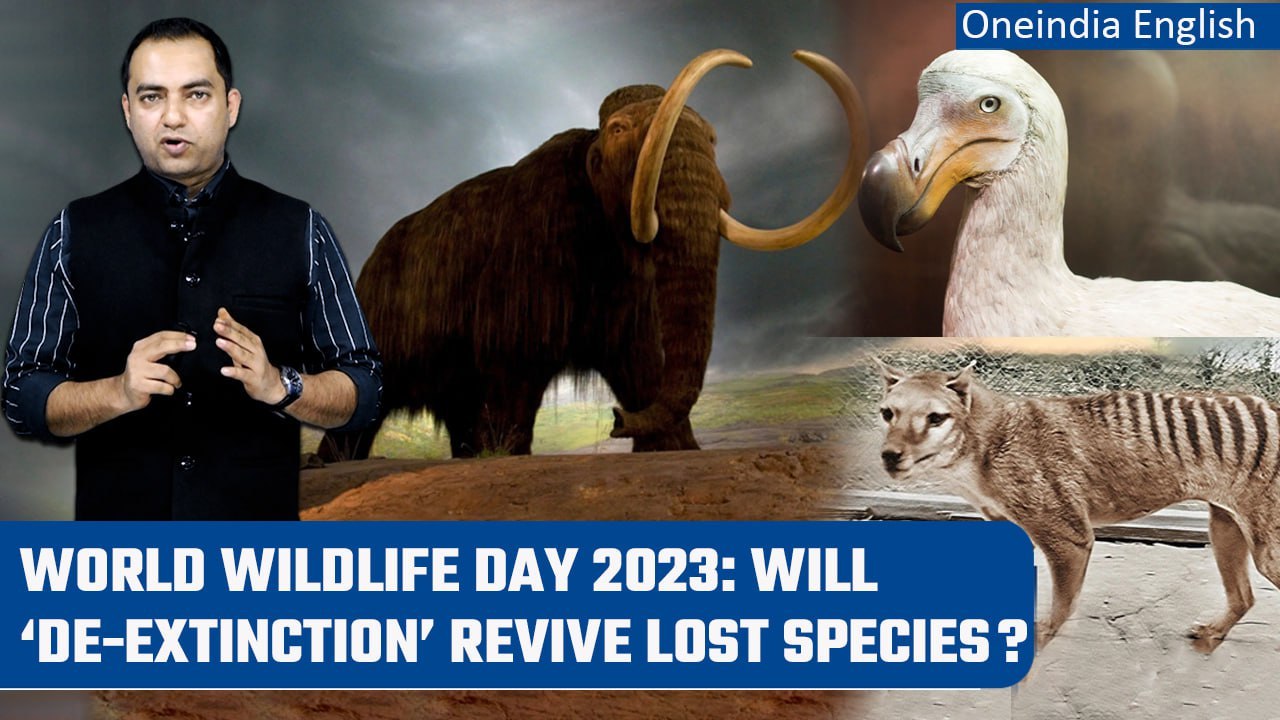 World Wildlife Day: Know Top 5 Species That Might Go Extinct Very Soon |Explainer| Oneindia News