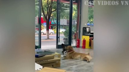 Funniest Animals Video 2023 - Best Funny Cats and Dogs - Funny Animal Videos