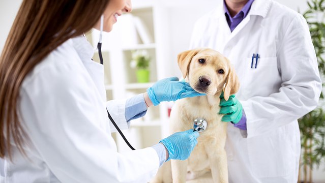 bd-salud-alimenticia-mascotas-030323