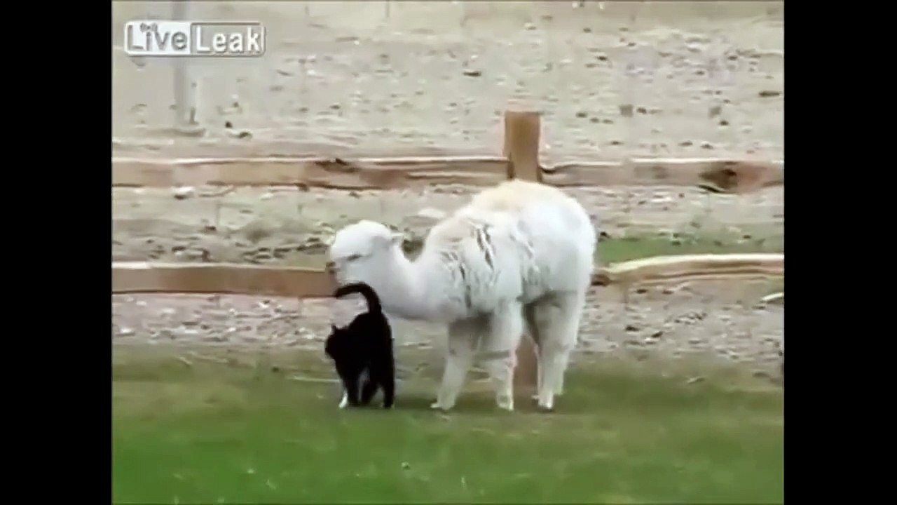 Cat Animal Funny Video