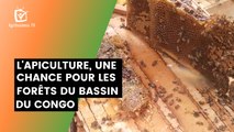 Congo : L'apiculture, une chance pour les forêts du bassin du Congo