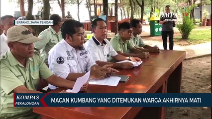 Upaya Penyelamatan Macan Kumbang Tidak Berhasil