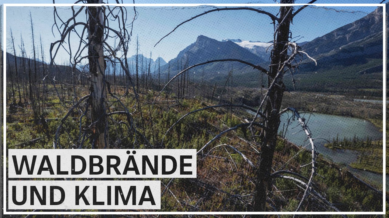 Waldbrände laut Studie 'Zeitbombe aus Kohlenstoff'