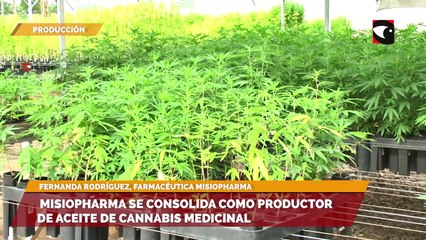 Misiopharma se consolida como productor de aceite de cannabis medicinal