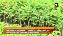 Biofábrica Misiones culminó el tercer ciclo de cosecha de cannabis medicinal