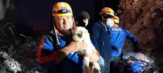 Hatay'da enkaz altından 25 gün sonra sevindiren kurtuluş, bir köpek sağ kurtarıldı