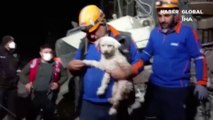 Hatay’da 25 gün sonra bir köpek enkaz altından sağ kurtarıldı