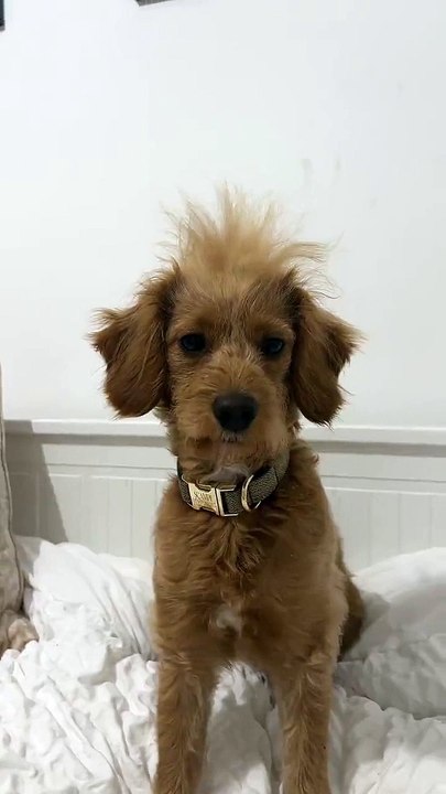 Snazzy Puppy Shows Off Different Hair Styles