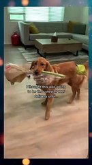 Waoo Cute Dogs give Roses to Her Owner....What an Owsem Seen