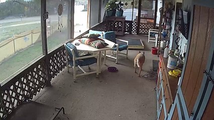 Security Camera Captures Puppy's Bad Day