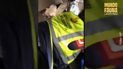 Aleks, el perrito que fue rescatado tras sobrevivir 22 días atrapado bajo los escombros del terremoto de Turquía
