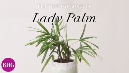 Everything You Need to Know About Lady Palms