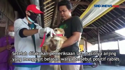 Belasan Warga Gianyar Digigit Anjing Rabies