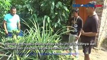 Viral! Nanas Berbentuk Unik dan Cantik di Asahan Sumatera Utara
