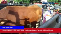 Cegah Wabah PMK, Aceh Barat Lockdown Hewan Ternak di Pintu Masuk