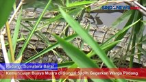 Kemunculan Buaya Muara di Sungai Sapih Gegerkan Warga Padang