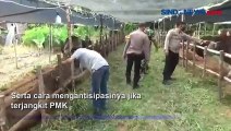 Antisipasi Virus PMK, Polisi dan TNI Periksa Hewan Ternak Warga di Muarojambi