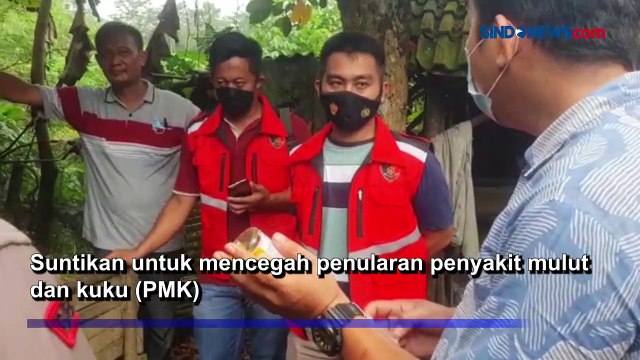 Cegah PMK, Polres Bungo dan Dinas Peternakan Suntik Sapi