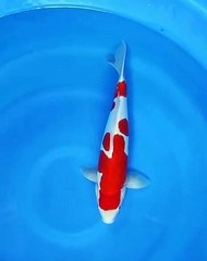 Koi Kohaku Doitsu Murni