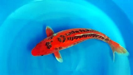 Koi Mizuho Good Quality