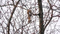 Squirrel Hangs Precariously to Snack on Maple Buds