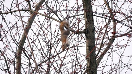 Squirrel Hangs Precariously to Snack on Maple Buds