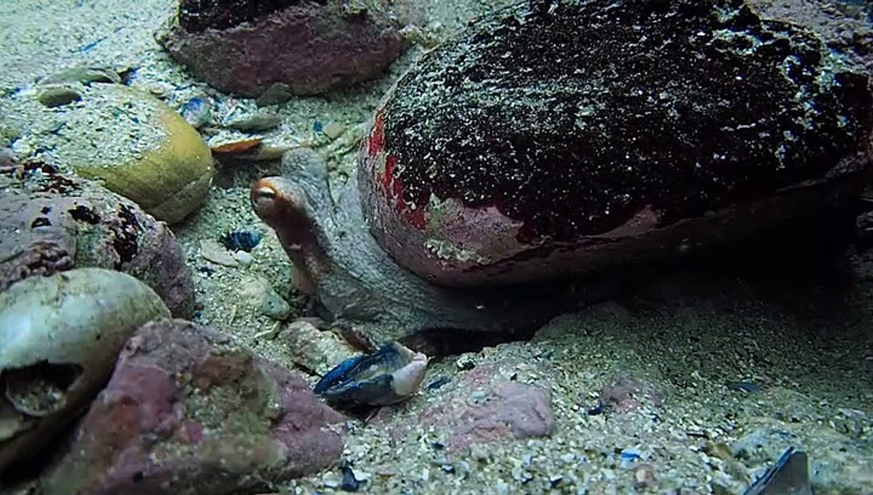 My Octopus Teacher (2020)