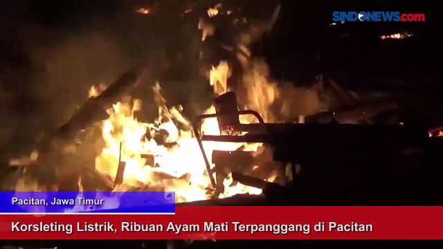 Korsleting Listrik, Ribuan Ayam Mati Terpanggang di Pacitan
