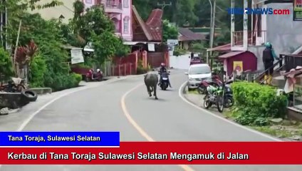 Kerbau di Tana Toraja Sulawesi Selatan Mengamuk di Jalan