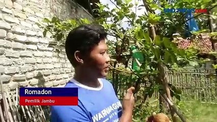 Buah Jambu Biji Lafaz Allah Ditemukan Warga di Sampang