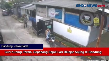 Curi Kucing Persia, Sepasang Sejoli Lari Dikejar Anjing di Bandung