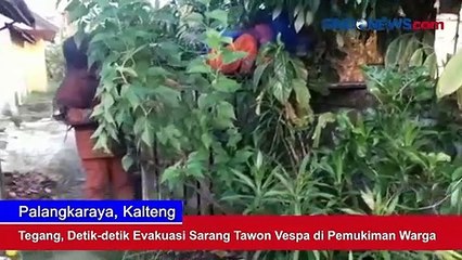 Descargar video: Tegang, Detik-Detik Evakuasi Sarang Tawon Vespa di Pemukiman Warga Palangka Raya