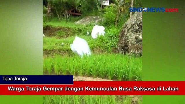 Warga Toraja Gempar dengan Kemunculan Busa Raksasa di Lahan Persawahan, Begini Kondisinya